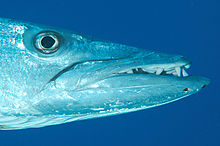Photo de tête de barracuda de profil avec la mâchoire prolongée