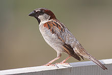 petit oiseau avec le ventre pâle et du sein et de l'aile à motifs et la tête se dresse sur le béton