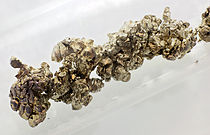 Image: Strontium flottant dans l'huile de paraffine