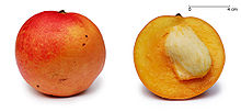 Photo de l'un ensemble et une fraction de Mango afficher sa graine, qui est d'environ un tiers la taille du fruit entier