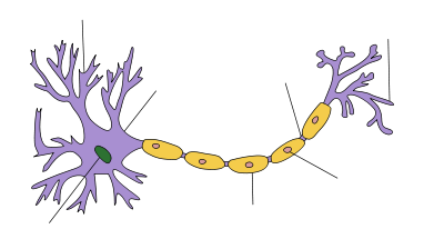 À une extrémité d'une structure allongée est une masse de ramification. Au centre de cette masse est le noyau et les branches sont dendrites. Un axone épaisse traîne loin de la masse, se terminant avec plus ramification qui sont étiquetés comme terminaisons axonales. Le long de l'axone existe un certain nombre de protubérances marquées comme gaines de myéline.