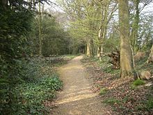 Chemin recouvert de gravier de sable qui serpente à travers une forêt ouverte, avec des plantes et des arbustes qui poussent sur chaque côté de la voie.