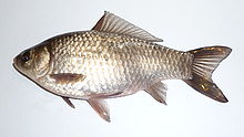 Argentée pâle et brun poissons, tourné vers la gauche
