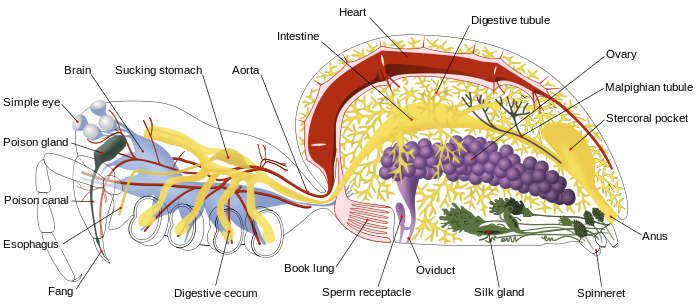 Araignée anatomie interne en.svg