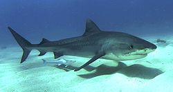 Photo profil de requin, accompagné de remora, piscine juste au-dessus un fond sableux