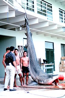 Photo de requin pendu par la queue sur la rive