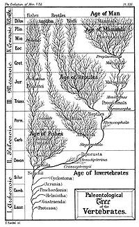 Un arbre paléontologique de l'évolution de l'homme, les reptiles et les poissons