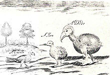 Croquis brut de trois oiseaux terrestres, sous-titrée avec les mots