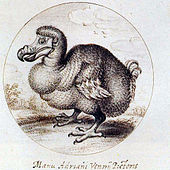 Dessin d'un Dodo obèses, avec la signature de van de Venne ci-dessous