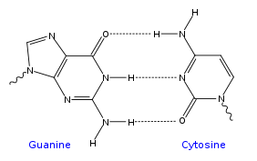 La base pair.svg GC ADN