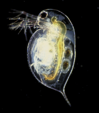Un microscopique, transparente, animal ovale sur un fond noir. La tête a un oeil grand, antennes, et vient à un bec pointu. Le reste de l'animal est ronde et lisse et la graisse, aboutissant à une queue pointue. L'anatomie interne est apparente.
