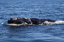 Baleine à la surface