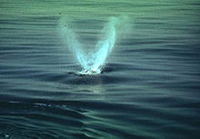 Photo de deux panaches de pulvérisation provenant d'un baleine à la surface