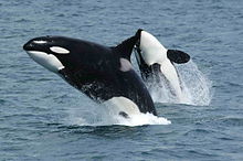 Deux orques sautent dessus de la surface de la mer, montrant leur coloration noir, blanc et gris. La baleine de plus près est debout et vu de côté, tandis que l'autre baleine est arquées vers l'arrière pour afficher sa face inférieure.