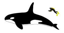 Diagramme montrant un épaulard et plongée sous-marine à partir du côté: La baleine est environ quatre fois plus longtemps que la personne qui est à peu près aussi longtemps que la nageoire dorsale de la baleine.