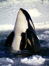 Épaulard mère et son petit étendant leurs corps dessus de la surface de l'eau, de nageoires pectorales en avant, avec le pack de glace en arrière-plan