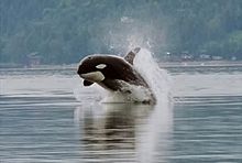 Un épaulard éclate avant hors de l'eau. Sa tête commence à peine à pointer vers le bas, et est sur une largeur de corps dessus de la surface.