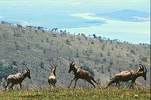 Photographie montrant quatre Topis sur une colline dans l'Akagera, avec une autre colline et un lac visible en arrière-plan