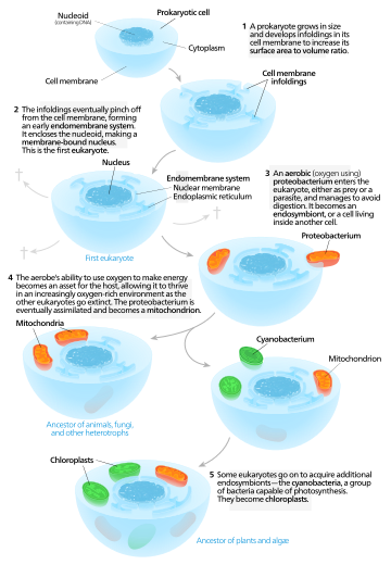Un modèle pour l'origine autogène des eucaryotes.