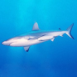 Gris requin de récif