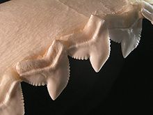 Les dents crénelées d'un requin tigre, utilisés pour le sciage à travers la chair