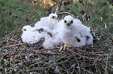 Trois poussins blancs moelleux, dans un nid