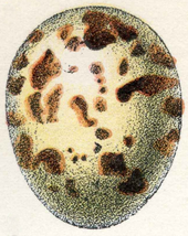 Un oeuf, blanc avec des taches brunes