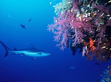 Photo de requin nageant à côté de la grande tête de corail, de couleur vive