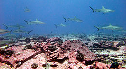 Photo de dizaines de requins nageant dans l'eau peu profonde sur rose corail
