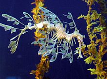 Photo de poissons, avec de nombreux appendices droites étroites. Certains sont fin en points, et d'autres sont plus, se terminant par deux ou trois, les volets triangulaires sensiblement planes, chacune avec une tache sombre.