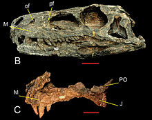 Crâne d'un dinosaure avec une longue mâchoire, des dents et tête creuse