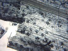 Vue microscopique d'une couche de cellules grisâtres couleur translucides, certaines contenant de petites sphères de couleur sombre