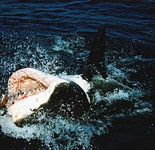 Photo de requin inversé à la surface