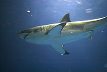 Photo de requin