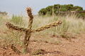 Cane Cholla, Petit, Albuquerque.JPG