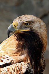 Photo d'un aigle impérial de l'Est, un oiseau rare en Bulgarie