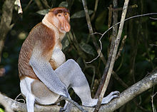 Un nasique homme, assis sur une branche