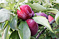 Prunes dans tree.jpg
