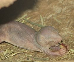 Taupe nu Rat Eating.jpg