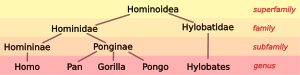 Humanoïde taxonomie 3.svg