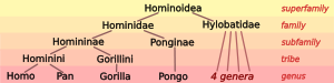 Humanoïde taxonomie 7.svg
