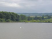 Étendue d'eau avec des oiseaux blancs. Les arbres et les collines de l'arrière-plan