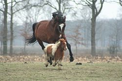 Um grande cavalo marrom está perseguindo um pequeno cavalo em um pasto.