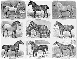 uma gravura sépia de um livro velho, mostrando 11 cavalos de diferentes raças e tamanhos em nove ilustrações diferentes