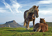 Dois cavalos em um pasto, um está de pé ao lado do outro que está colocando para baixo.