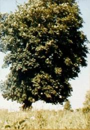 Arquivo: 365 dias tree.ogg