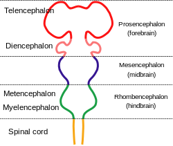 O sistema nervoso é mostrado como uma haste com saliências ao longo do seu comprimento. A medula espinhal na parte inferior conecta ao hindbrain que se alarga para fora antes de estreitar novamente. Este é ligado ao mesencéfalo, que por sua vez tem uma saliência, e que finalmente se conecta a parte frontal do cérebro, que tem duas grandes saliências.
