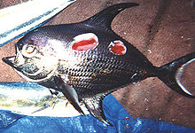 um peixe prateado com concavidades redondos arrancados do seu lado