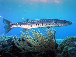 Foto de baracuda com coral natação acima do coral