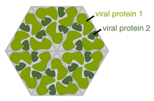 Um desenho que mostra várias moléculas idênticas de proteína que formam um hexigon